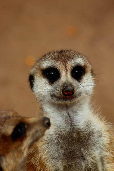 Un Meerkat — Foto Stock