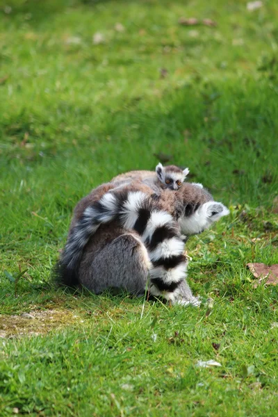 Lemur s dítětem — Stock fotografie