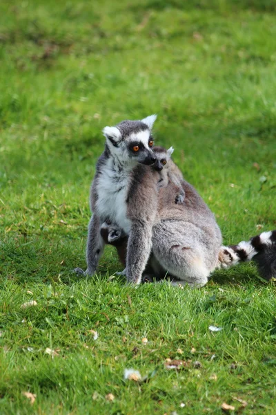 Lémurien avec bébé — Photo