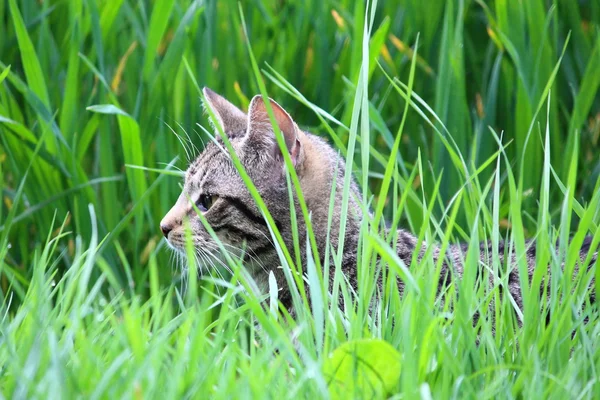 Kat in de tuin — Stockfoto