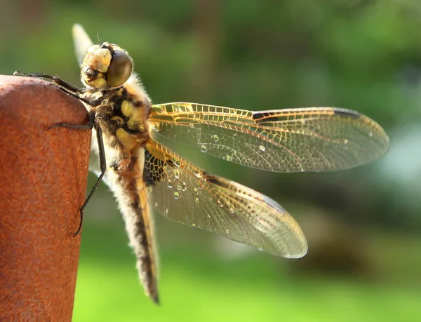 Dragonfly Сидить Дерев Яному Стільці Відпочиває Сушить Вологі Крила Помітними — стокове фото