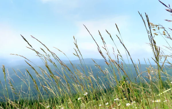 Grama Verde Vento Meio Verão Natureza Com Horizonte Azul Bonito — Fotografia de Stock