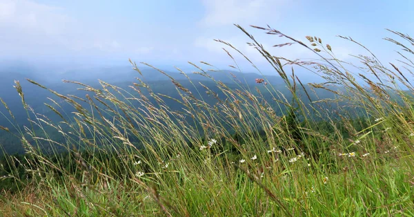 Grama Verde Vento Meio Verão Natureza Com Horizonte Azul Bonito — Fotografia de Stock