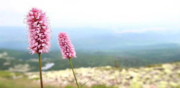 Flores Silvestres Cor Rosa Krkonose Montanhas Gigantes República Checa Região — Fotografia de Stock
