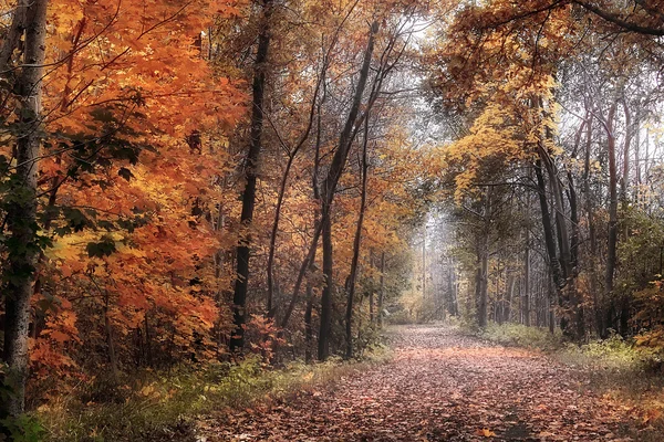 Route d'automne — Photo