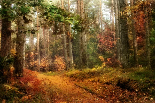 Forêt d'automne — Photo