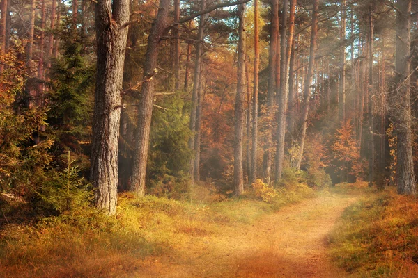 Luz en el bosque —  Fotos de Stock