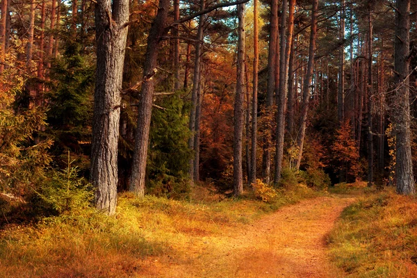 Camino de otoño — Foto de Stock