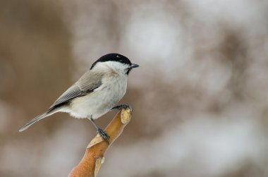 Marsh baştankara - parus palustris