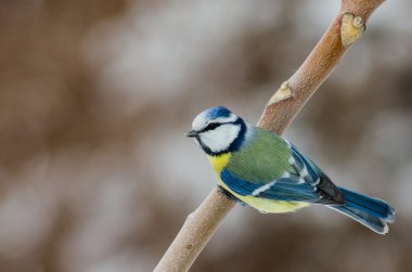 Mavi baştankara - parus caeruleus