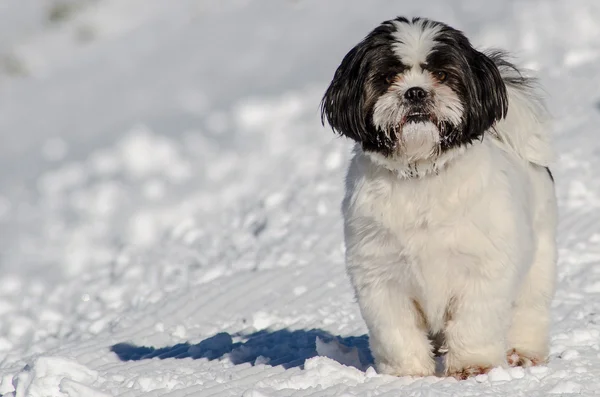 Chien dans neige Photo De Stock