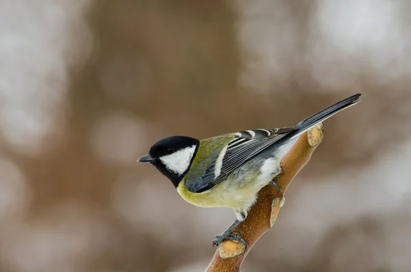 Nagy cici - parus jelentős Stock Kép