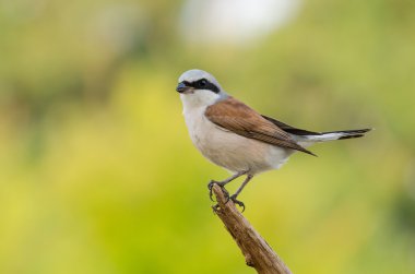 Red-backed Shrike clipart