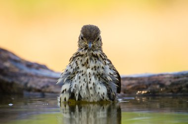 şarkı ardıç kuşu