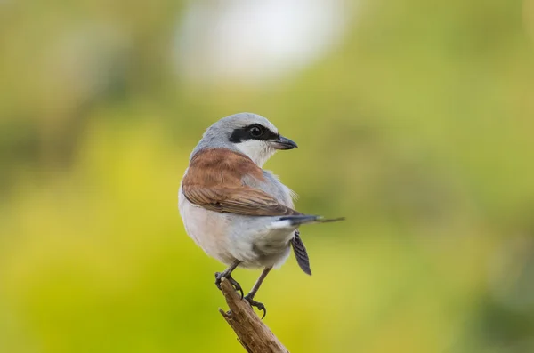 Red-backed Shrike — Stock Photo, Image