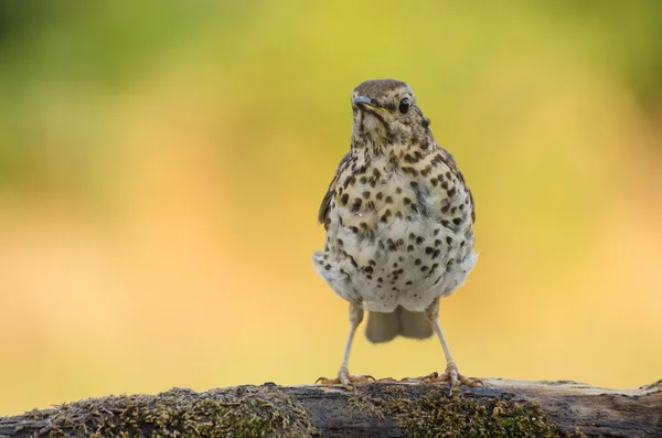 Singdrossel Stockfoto