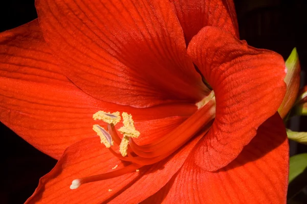 Amarilis rojo 1745 — Foto de Stock