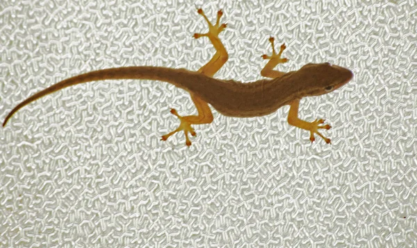 Gecko anão do cabo (Lygodactylus capensis ) — Fotografia de Stock