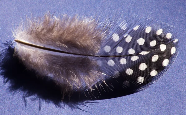 Feather on blue — Stock Photo, Image