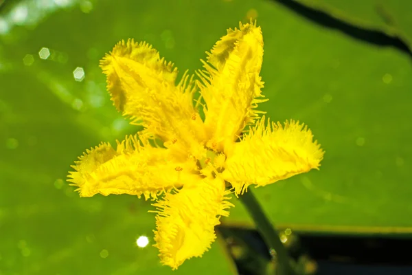 Nymphoides Indica — Stock Photo, Image