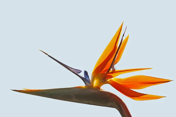 Strelitzia reginae — Foto de Stock