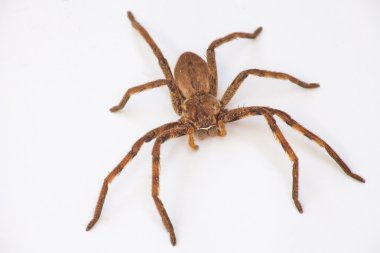 Yağmur örümcek (Palystes superciliosus) IMG 0597