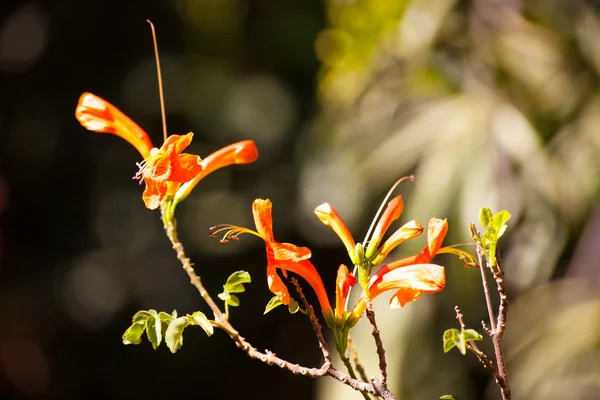 Cape Honeysucle — Stock Photo, Image