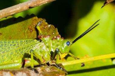 Yeşil milkwood keçiboynuzu