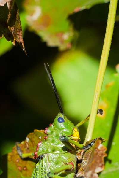Green Milkwood Locust — Stock Photo, Image