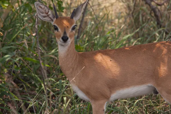 Steenbok Raphicerus Campestris Una Piccola Antilope Comune Dell Africa Meridionale — Foto Stock