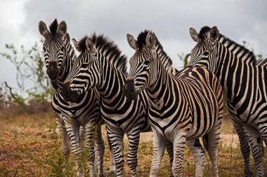 Kruger Ulusal Parkı 'nda bir grup Zebra Aygırı. Güney Afrika
