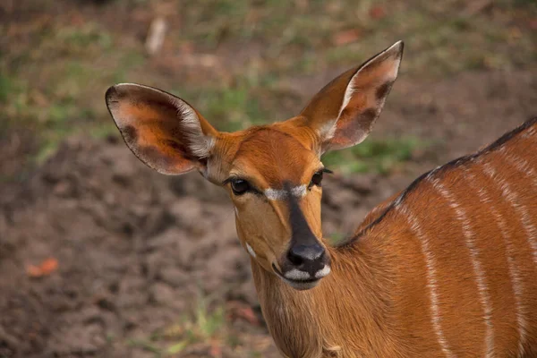 Una Hembra Nyala Tragelaphus Angasii Lake Panic Parque Nacional Kruger —  Fotos de Stock