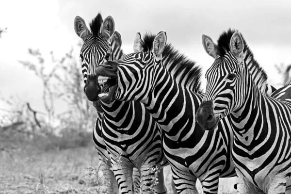 Monochromatický Obraz Skupiny Hřebců Zebra Národním Parku Kruger Jižní Afrika — Stock fotografie