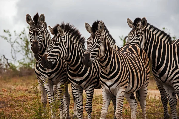 Skupina Hřebců Zebra Krugerově Národním Parku Jižní Afrika — Stock fotografie