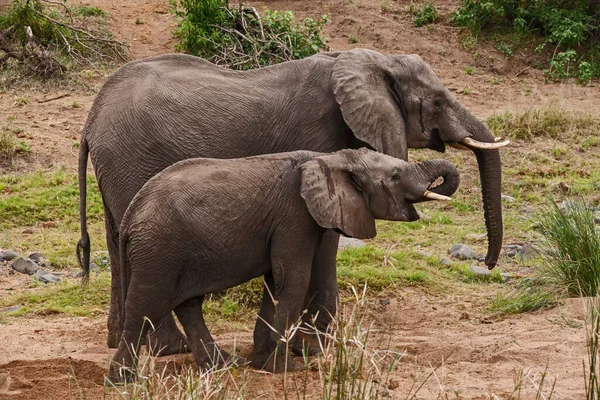 非洲象 Loxodonta Africana 雌性和它的小象从沙质河床上挖的洞里喝水 — 图库照片