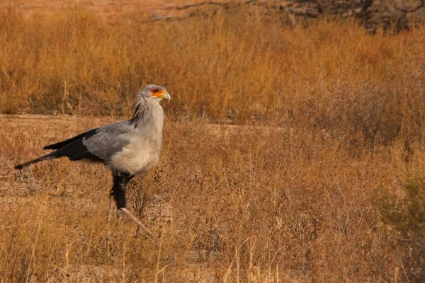 Seul Secrétaire Oiseau Sagittarius Serpentarius Patrouille Dans Parc Transfrontalier Kgalagadi — Photo