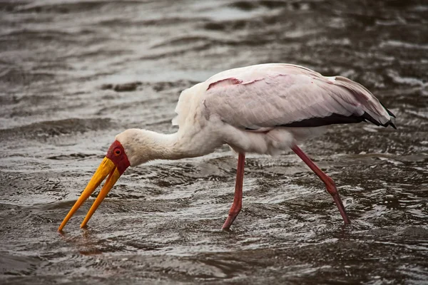 Yellow Billed Stork Mycteria Ibis More Tied Wetland Habitats Most — Stock Photo, Image