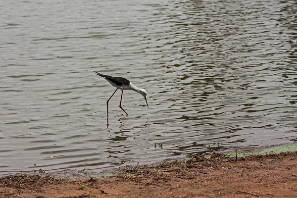 Black Winged Stilt Himantopus Himantopus Fairly Common Wader Warmer Regions — Stock Photo, Image