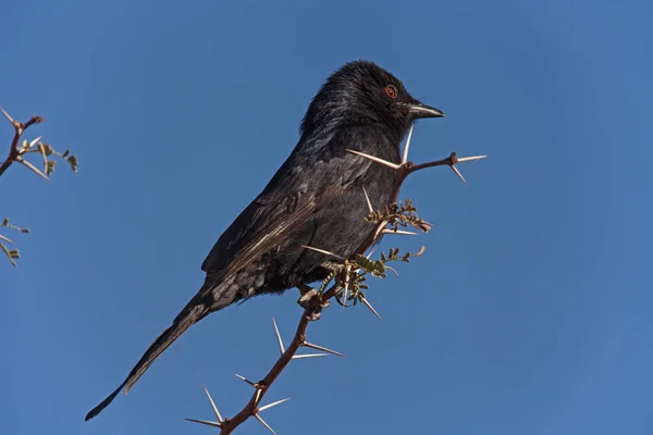 Drongo Often Found Large Herbivores Hunt Insects Flushed Grass — Stock Photo, Image