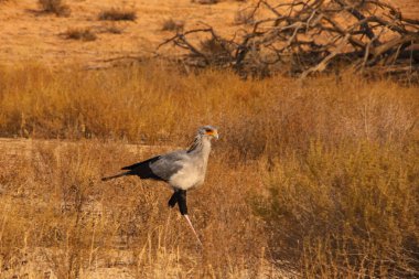 Yalnız bir Sekreter kuşu (Yay Yılan Yılan) Kgalagadi Sınır Aşan Parkı 'nda devriye geziyor.