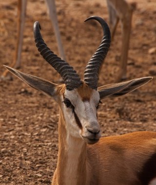 Kgalagadi Trans Sınır Parkı 'nda genç bir Springbok (Antidorcas Marsupialis). Güney Afrika