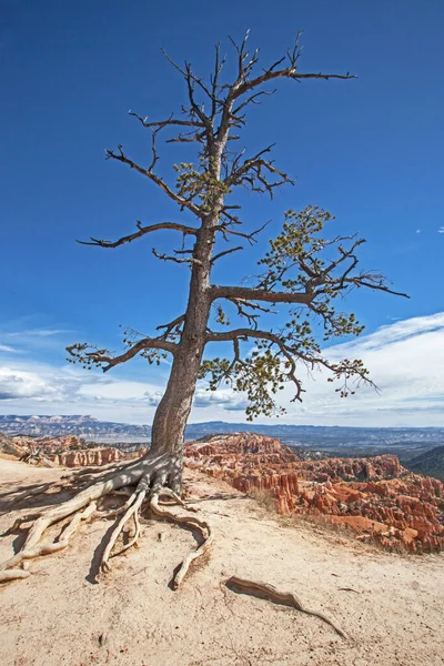 Limber Pine Pinus Flexilis Bryce Canyon National Park Utah Estados — Fotografia de Stock
