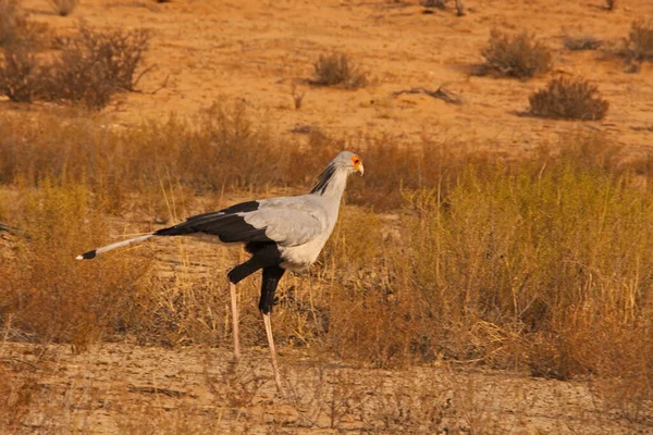 Lone Secretary Bird Sagittarius Serpentarius Patrol Kgalagadi Transfrontier Park — Stock Photo, Image