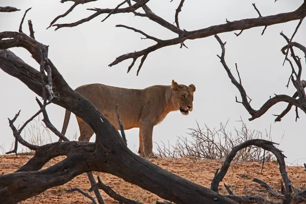 Kalahari Lejoninna Kgalagadi Tansborder Park Södra Afrika — Stockfoto