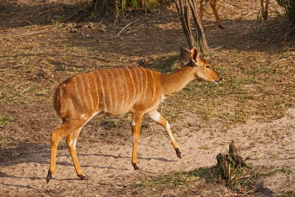 Uma Fêmea Nyala Tragelaphus Angasii Lake Panic Kruger National Park — Fotografia de Stock