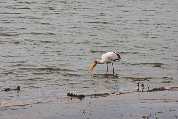 Bocian Żółtodzioby Mycteria Ibis Jest Bardziej Przywiązany Siedlisk Podmokłych Niż — Zdjęcie stockowe