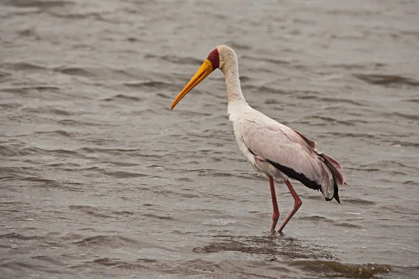 Yellow Billed Stork Mycteria Ibis More Tied Wetland Habitats Most — Stock Photo, Image