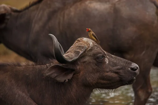 Cape Buffalo Syncerus Caffer Tehén Vörös Csőrű Oxpeckerekkel Buphagus Erythrorhynchus — Stock Fotó