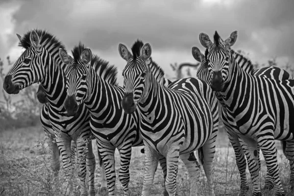 Imagen Monocromática Grupo Sementales Cebra Parque Nacional Kruger Sudafrica — Foto de Stock