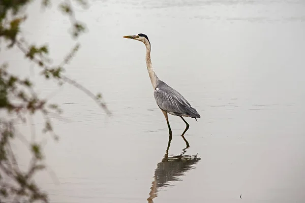 Gray Heron Ardea Cinerea Predatory Bird Found Wetland Areas Hunting — Stock Photo, Image